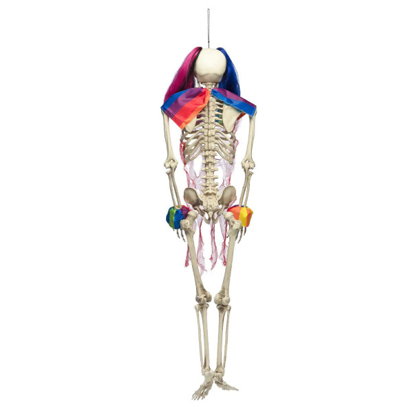 XXL Dekorācija "Circus skeleton" (160cm)